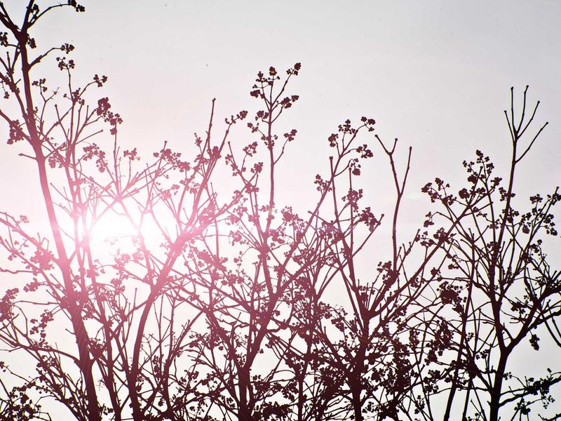 sudoku bifurcation screenshot 6